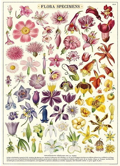 Flora Specimens Poster - 20x28in