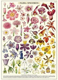 Flora Specimens Poster - 20x28in