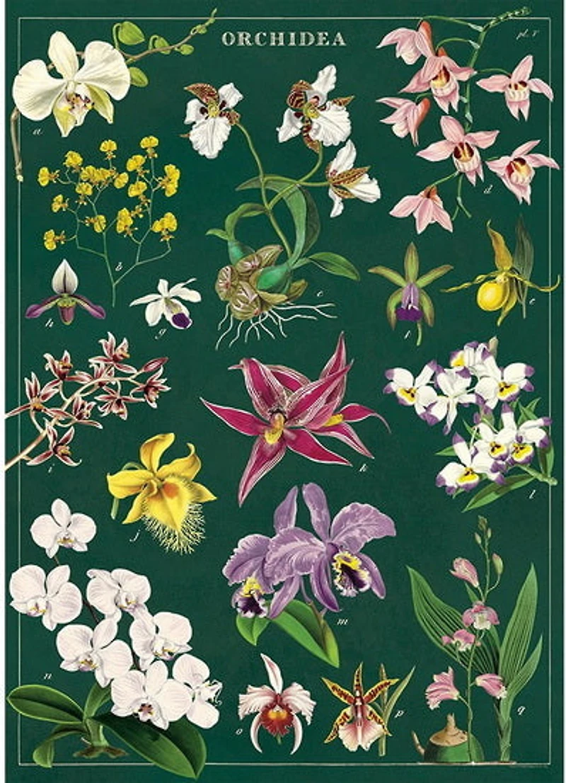 Orchids Poster - 20x28in