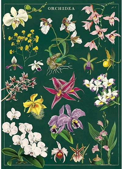 Orchids Poster - 20x28in