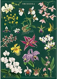 Orchids Poster - 20x28in