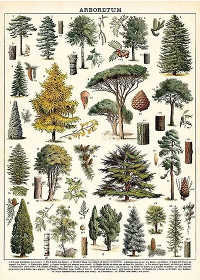 Arboretum Poster - 20x28in