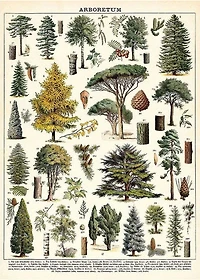 Arboretum Poster - 20x28in