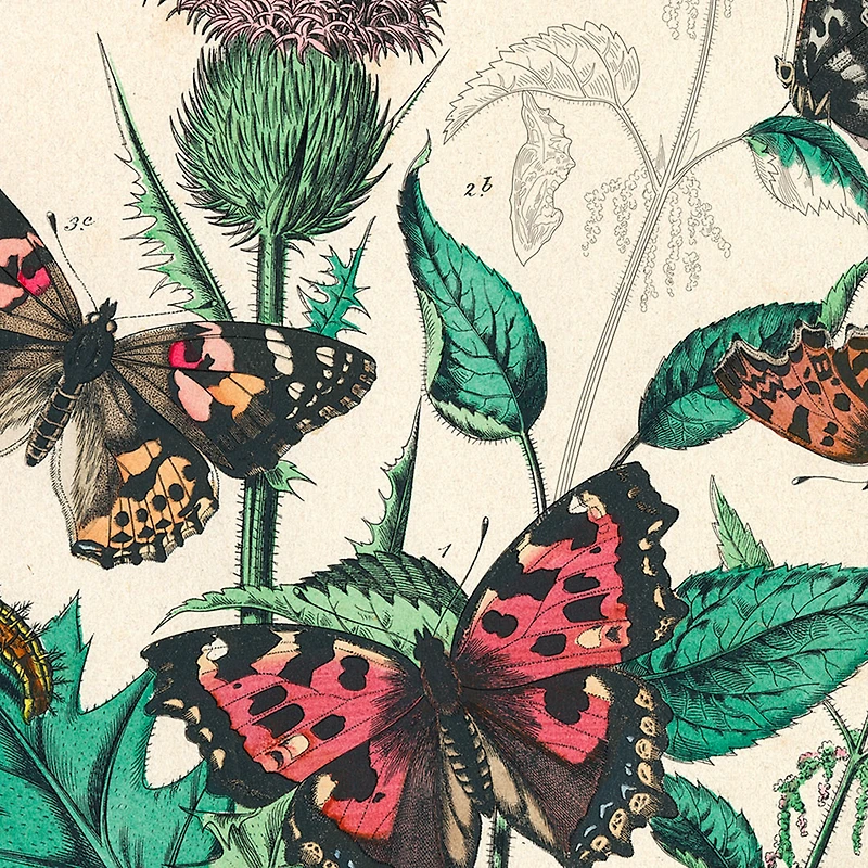 Artists' Colouring Book: Natural History