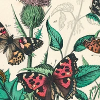 Artists' Colouring Book: Natural History