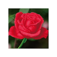 Diamond Dotz Kit - Rose Bud