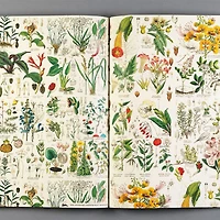Gift & Creative Papers: Flora