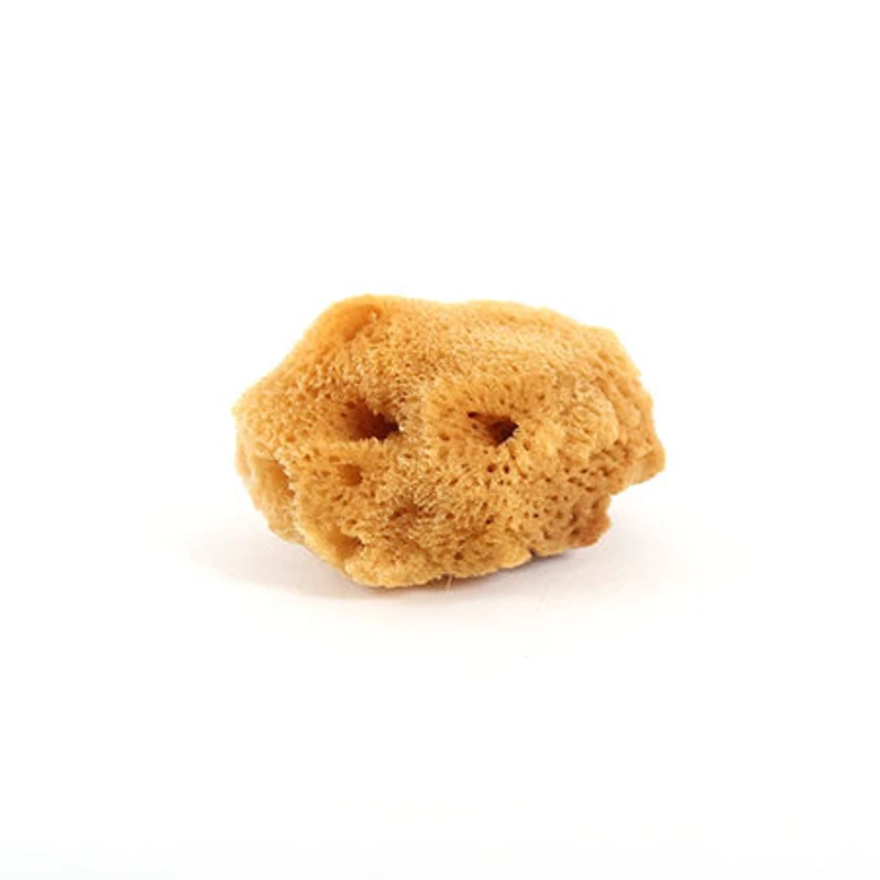 Large sea silk sponge