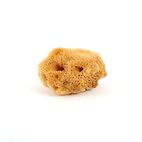 Large sea silk sponge