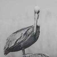 Pelican Stories Framed Art Print