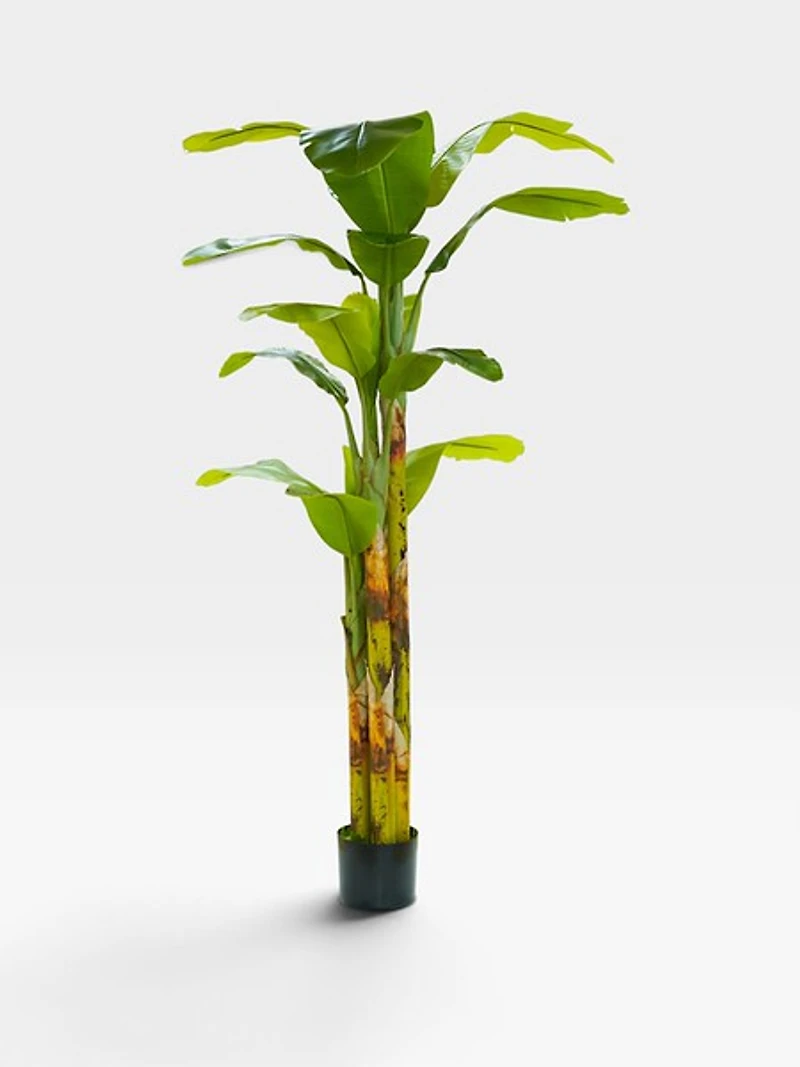 Banana Tree 240cm -Green