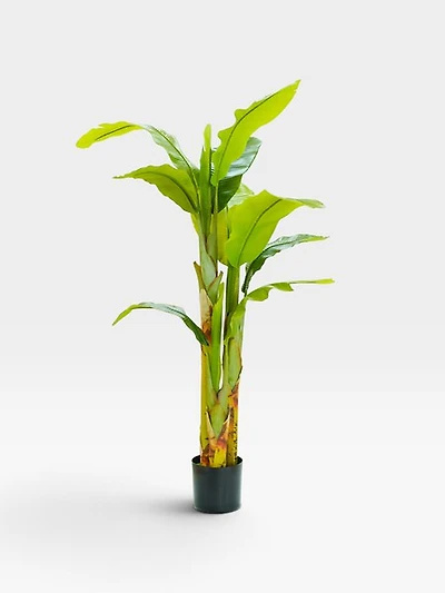 Banana Tree 170cm -Green