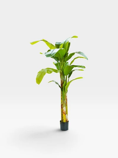Banana Tree 210cm -Green