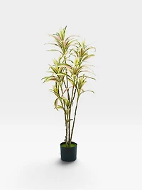 Yuca Plant 120cm -Pink/Green