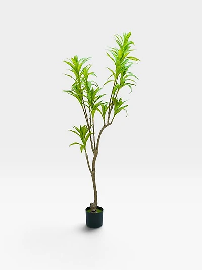 Dracaena Plant 176cm -Green