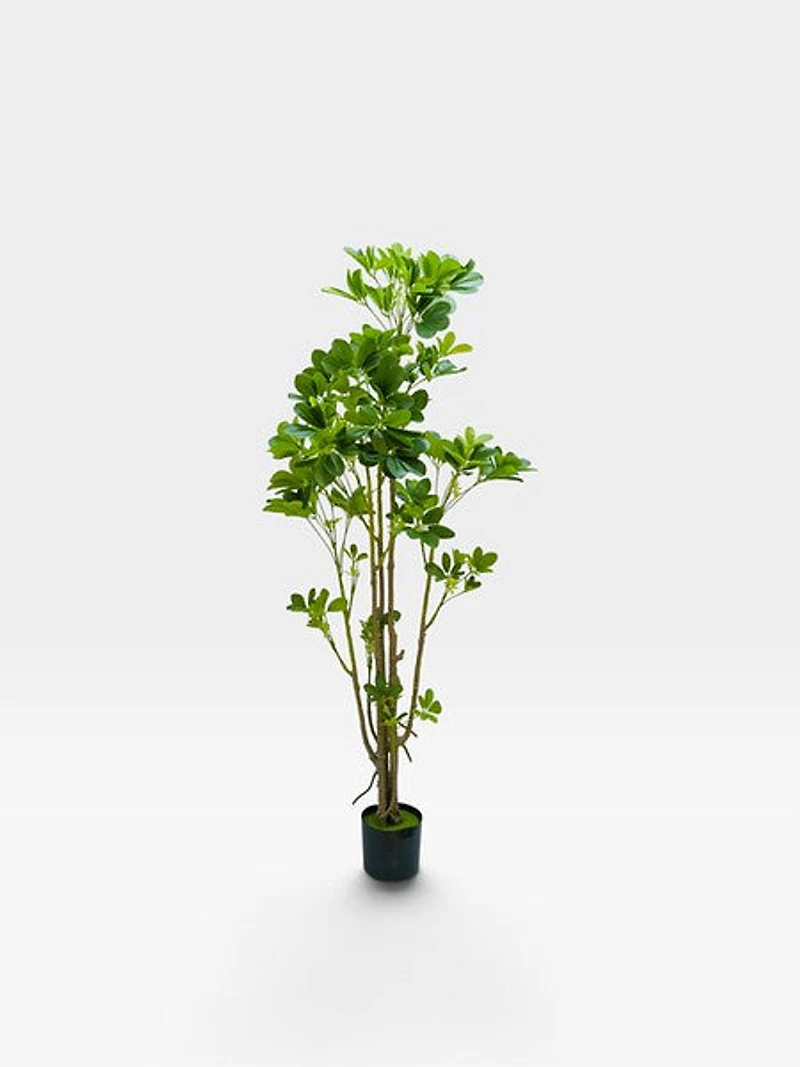 Arboricola 164cm