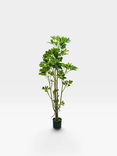 Arboricola 164cm
