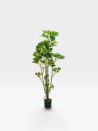 Arboricola 164cm