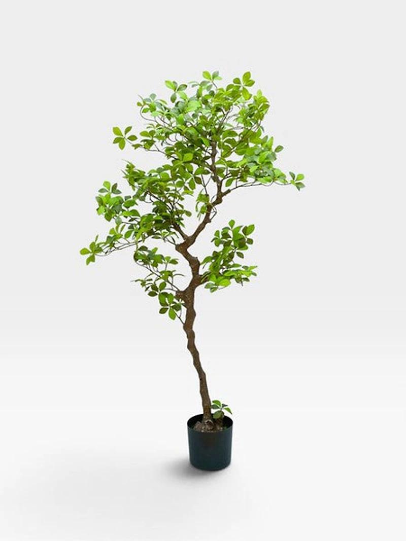 Ficus 135cm