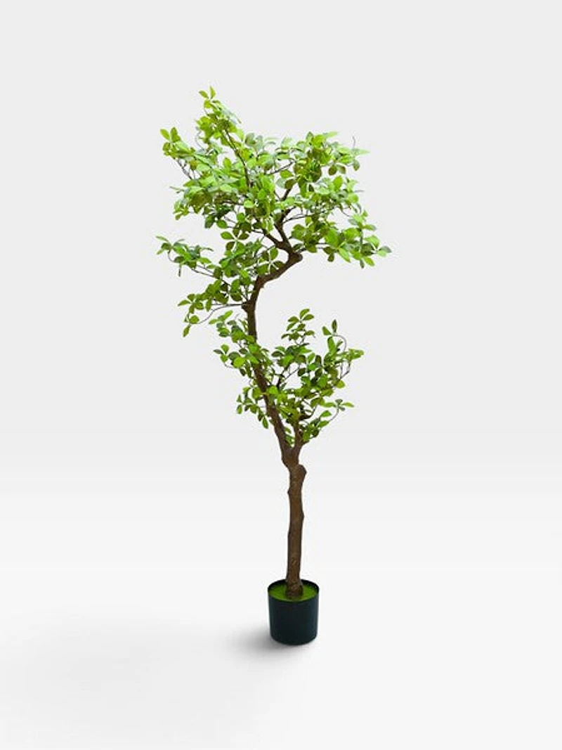 Ficus 160cm