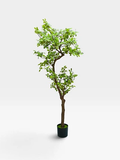 Ficus 160cm