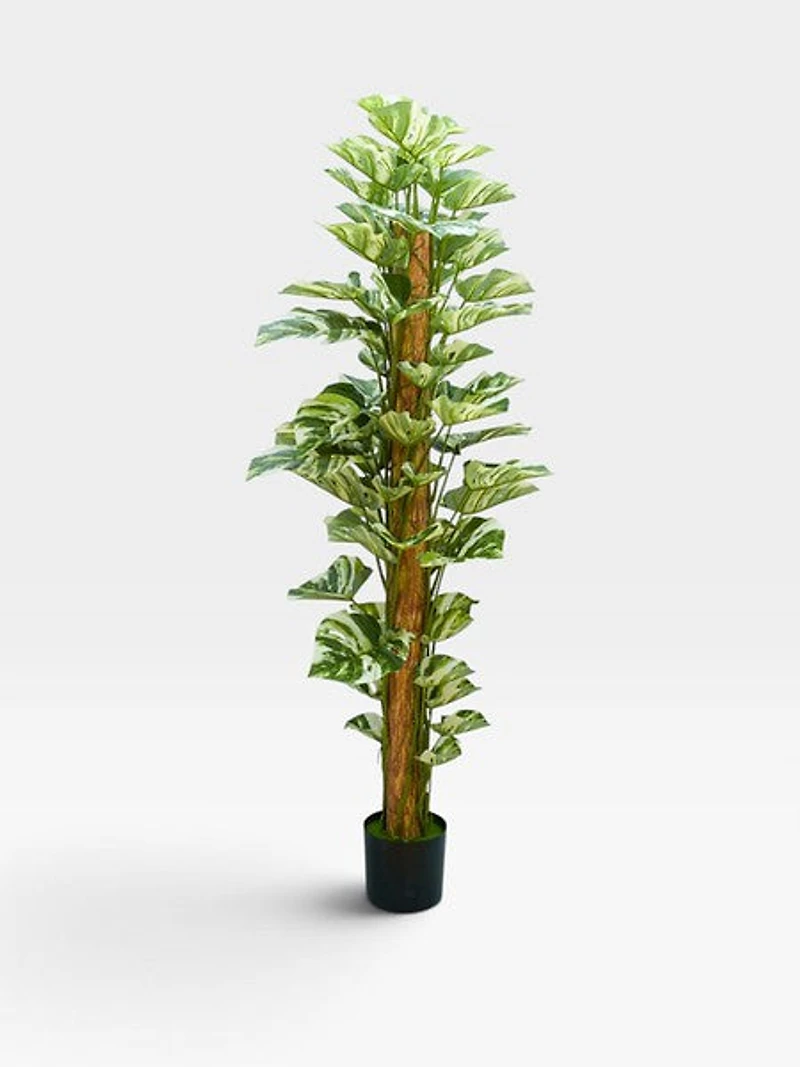 Pothos standing potter plant