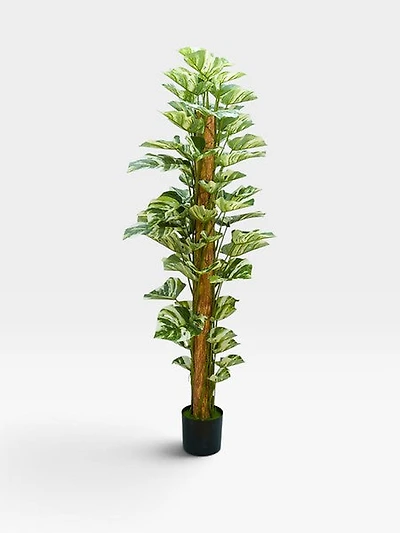 Pothos standing potter plant