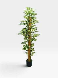 Pothos standing potter plant