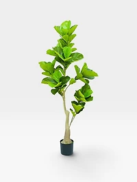 Ficus Lyrata 160cm