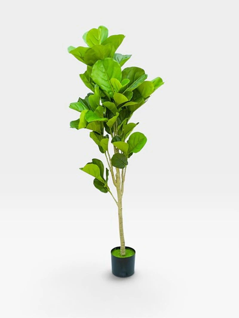 Ficus Lyrata 142cm