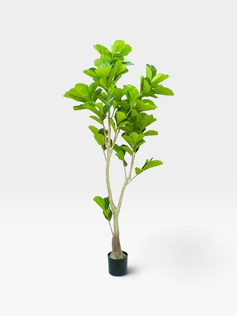 Ficus Lyrata 190cm