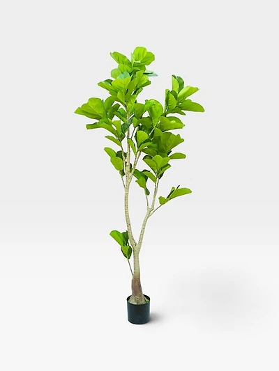 Ficus Lyrata 190cm