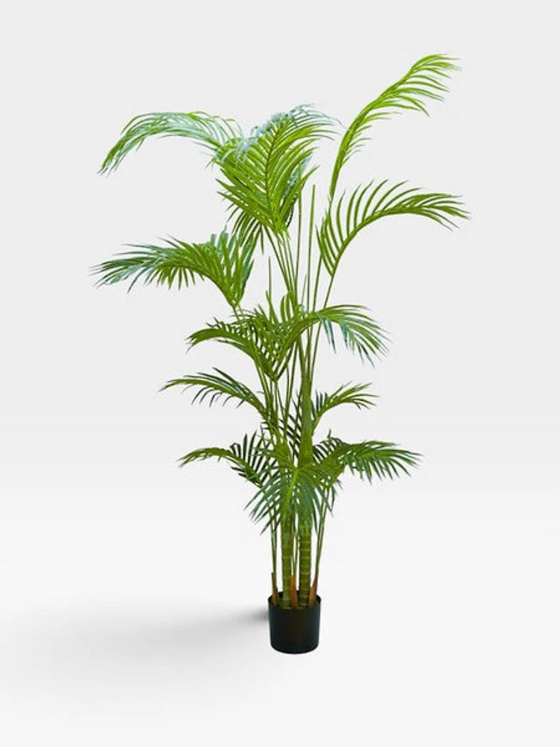 Palm 183cm