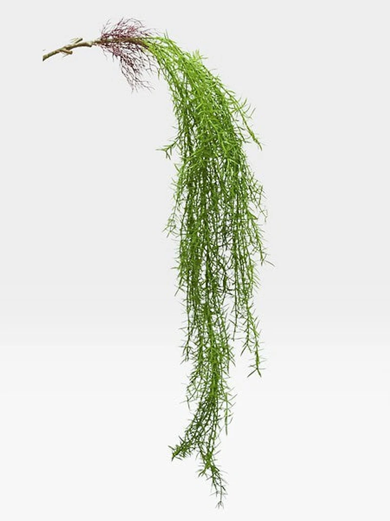 Hanging Dk. Green Plant