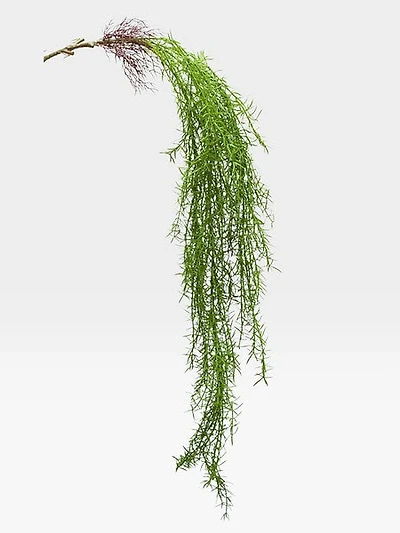 Hanging Dk. Green Plant