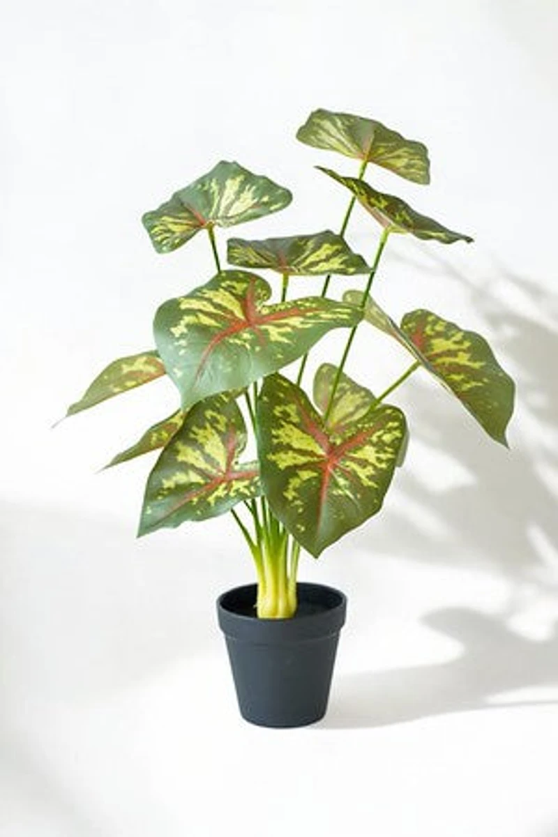 CALADIUM PLANT GRN/RED