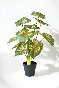 CALADIUM PLANT GRN/RED