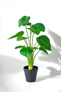 MONSTERA PLANT GREEN