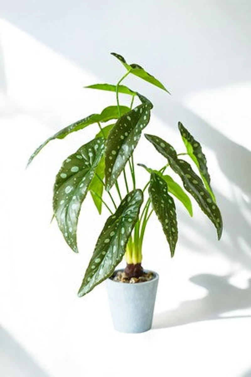 ALOCACIA PLANT GRN/WHT DOTS