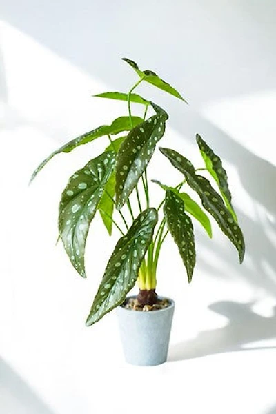 ALOCACIA PLANT GRN/WHT DOTS
