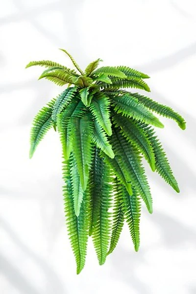 FERN BUSH 40"