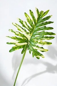 PHILODENRON LEAF 98CM GRN/WHT