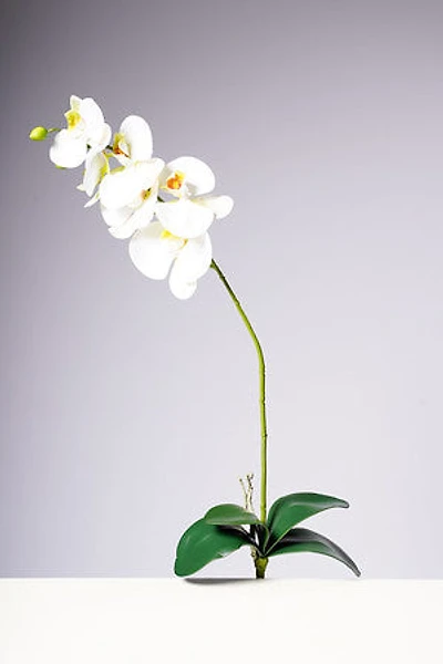 28.5" PHALAENOPSIS PLANT - WHITE