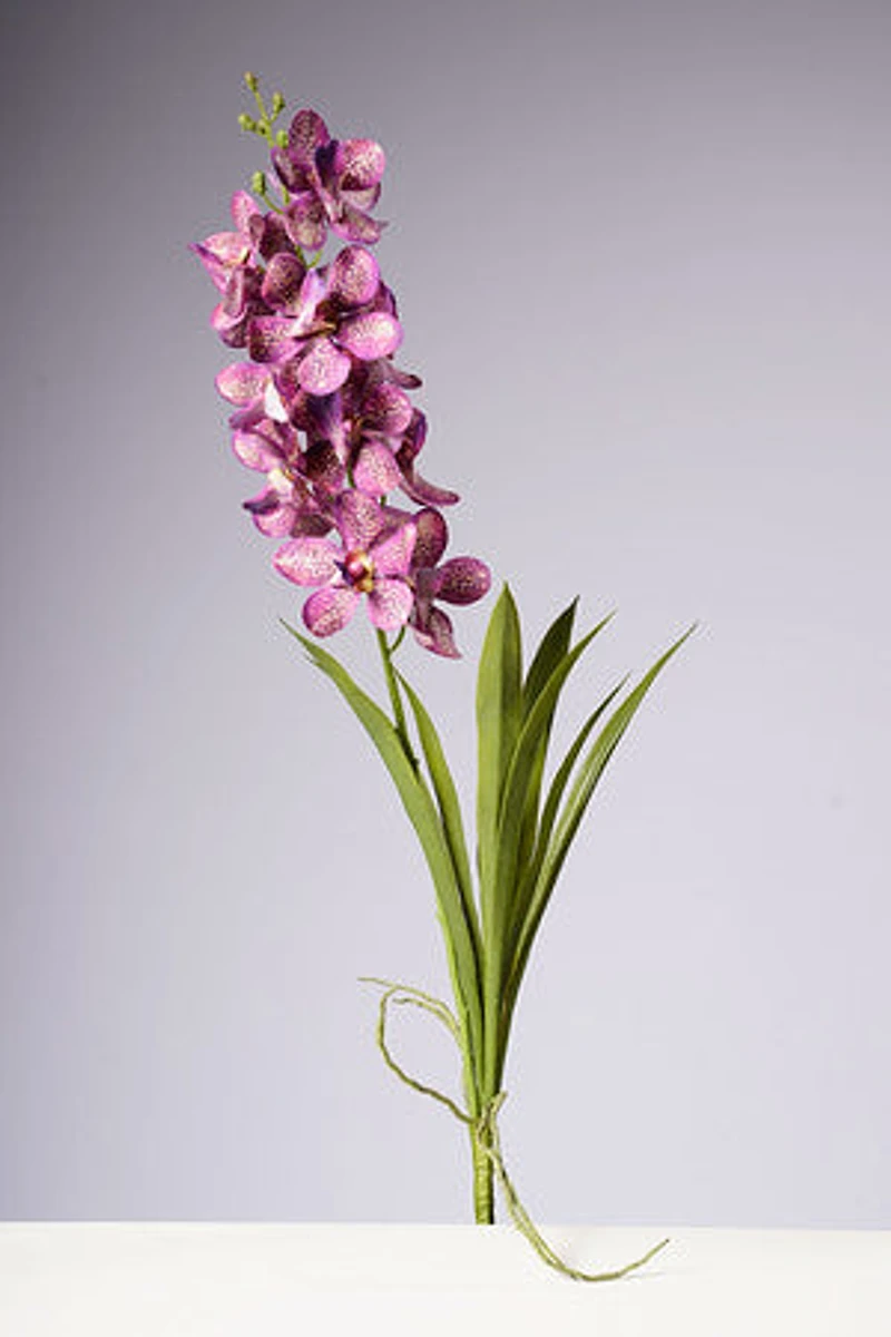 28.5" VANDA ORCHID PLANT - FUSCIA