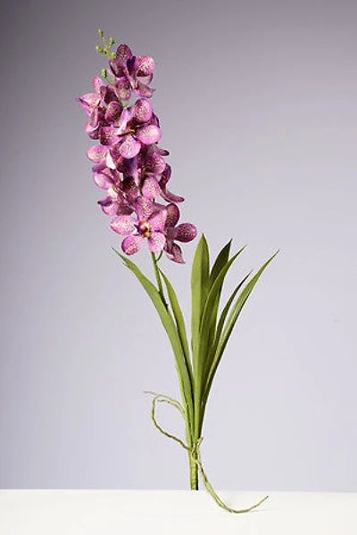 28.5" VANDA ORCHID PLANT - FUSCIA