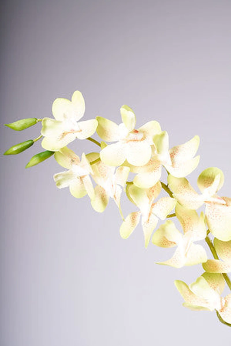 33" VANDA ORCHID PLANT - GREEN