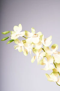 33" VANDA ORCHID PLANT - GREEN