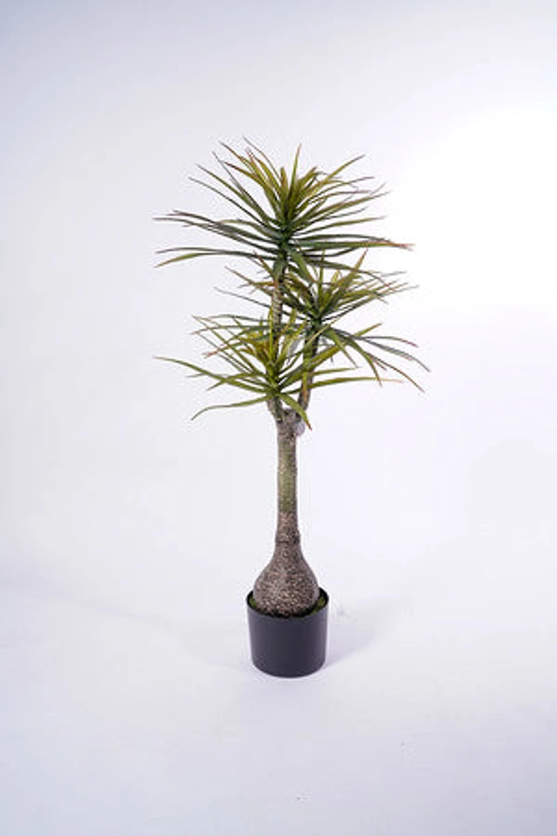 54" Yuca