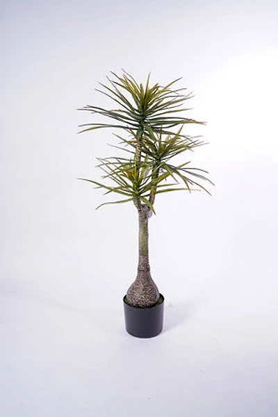 54" Yuca