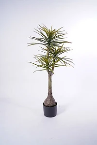 54" Yuca